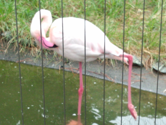 和歌山城の動物園