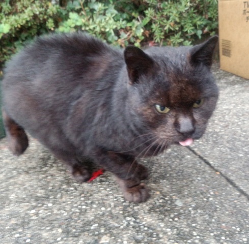 猫　黒猫